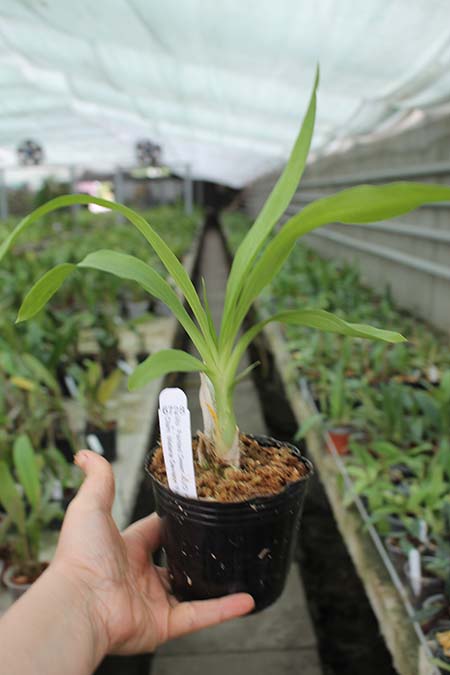 Mormodia Painted Desert 'SVO' x Catasetum Melana Davison 'Fox Tail'.jpg