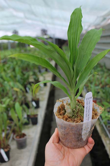 Catasetum Portagee Star 'Brian Lawson's Sunrise' x Catasetum tigrinum 'SVO'.jpg