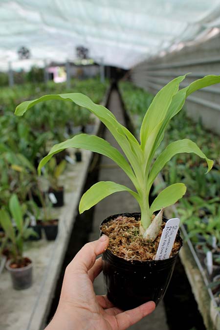 Clowesia Jumbo Lace 'SVO' x Catasetum Frilly Doris 'SVO II'.jpg