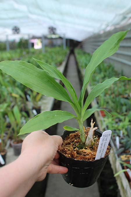 Catasetum Susan Fuchs 'Leucadia' x Catasetum tigrinum 'SVO'.jpg