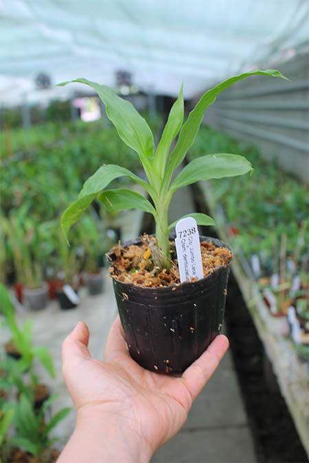 Clowesia Jumbo Lace 'SVO' x Catasetum denticulatum 'Orange Lip'.jpg