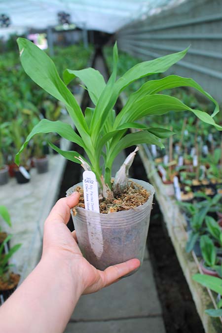 Fredclarkeara (Mormodia Painted Desert 'SVO' x Catasetum Alexa 'Good One').jpg