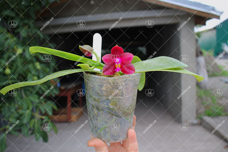 Phalaenopsis Palace Reef 'AL' (MC).jpg