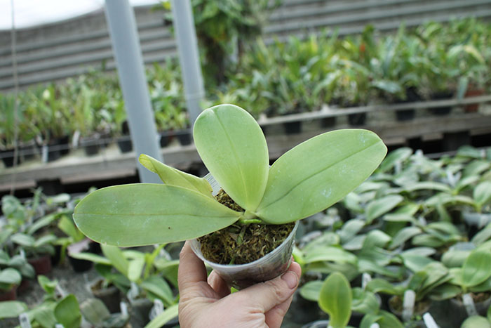 (YangYang new Star x violacea indigo) x bellina coerulea.jpg