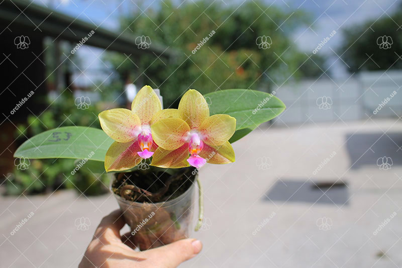 Phalaenopsis (Mituo Golden x Sogo Nihou) x Mituo Prince.jpg