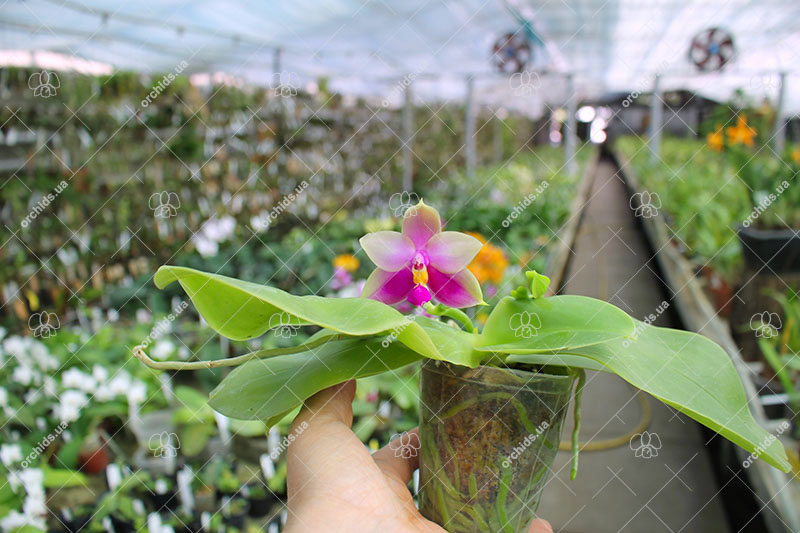 Phalaenopsis Ld's Bear King x Samera.jpg