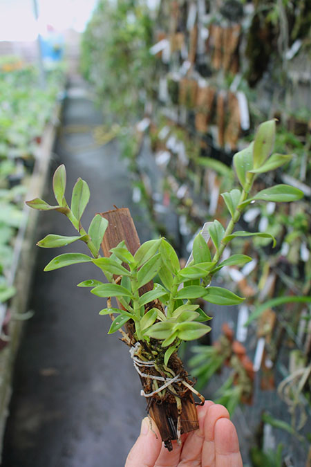 Epidendrum capricornu.jpg