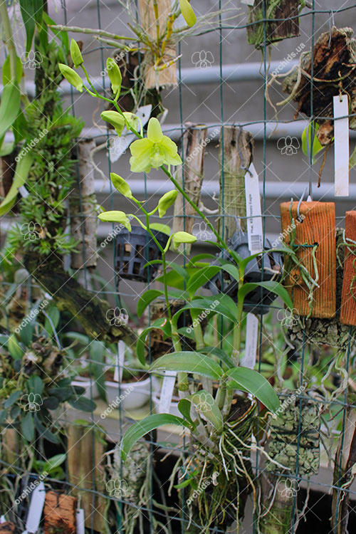 Dendrobium phalaenopsis hybr.jpg