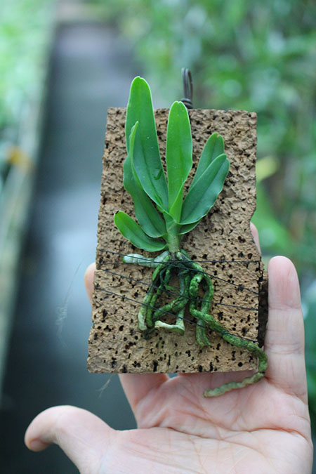 Cyrtorchis arcuata.jpg