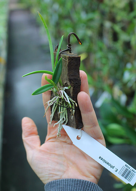 Encyclia phoenicea.jpg