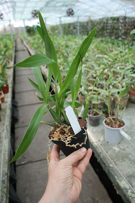 Epidendrum vitellinum x tripunktatum x semialperta.jpg