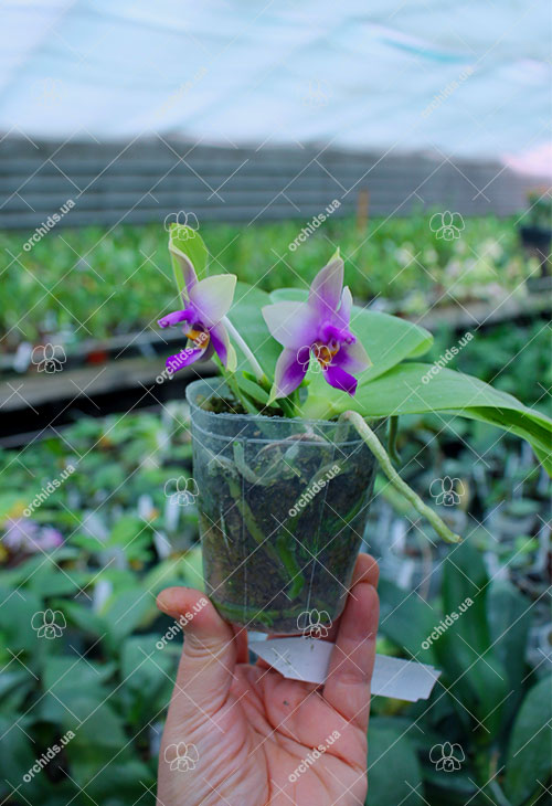 Phalaenopsis Samera Blue 'Mituo#1'.jpg