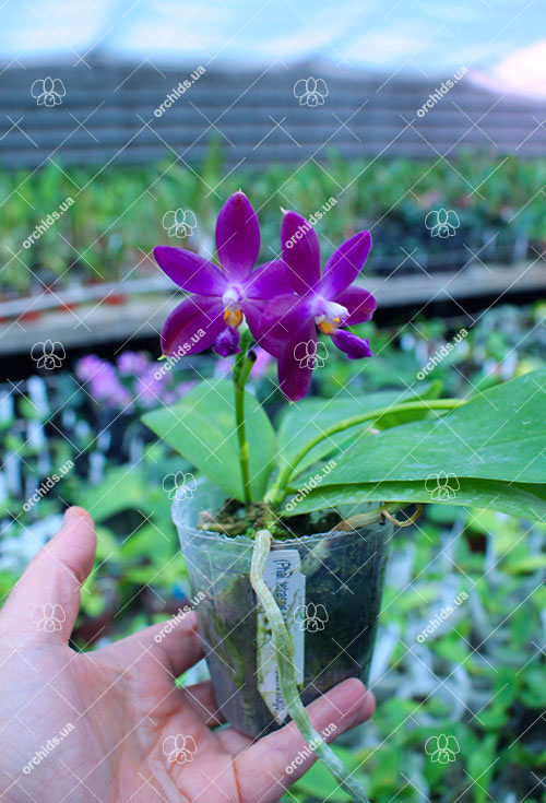 (Phalaenopsis tetraspis x speciosa) x violacea indigo.jpg