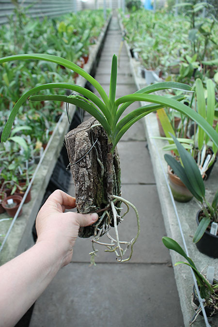 Vanda roeblingiana.jpg