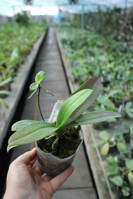 Phalaenopsis equestris.jpg