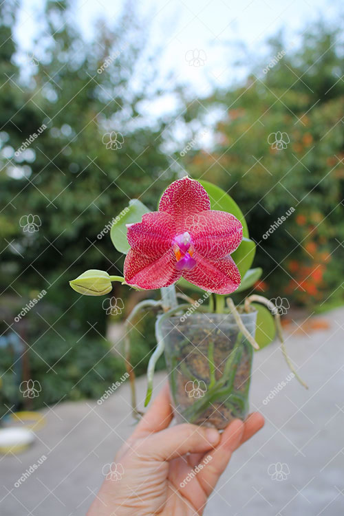 Phalaenopsis Mituo Sun 'Mituo #1' x Ld's Bear King 'RK-1'.jpg