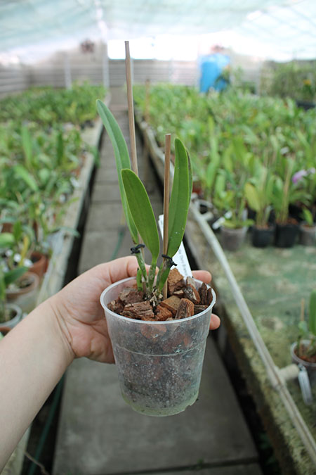 Cattleya eldorado alba 'Ouro Branco'.jpg