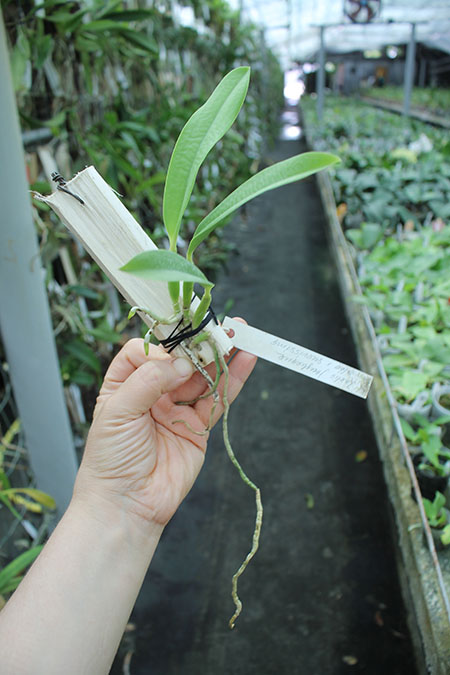 Laelia jongheana alba (Z-88) x Laelia jongheana suavissima.jpg