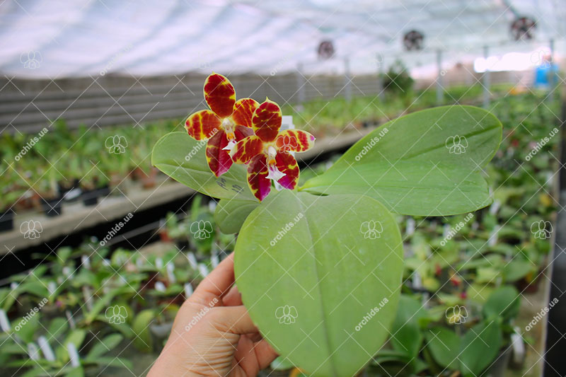 Phalaenopsis Magnificent Mibs 'Mituo #3' x Corona 'M-1'.jpg