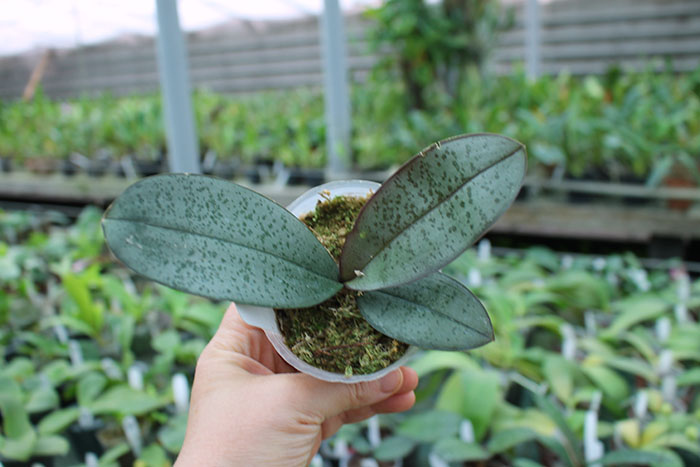 Phalaenopsis (schilleriana 'M608' x sanderiana 'Big Pink').jpg