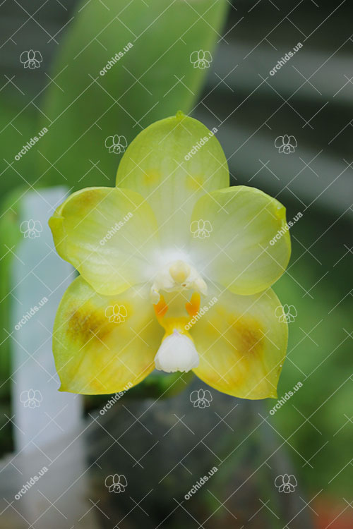 Phalaenopsis Yaphon Evergreen x Yungho Gelb Canary 'Joseph Wu'.jpg