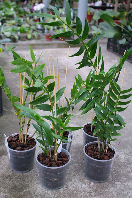 Dendrobium sulawesiense x lawesii 'Orange'.jpg