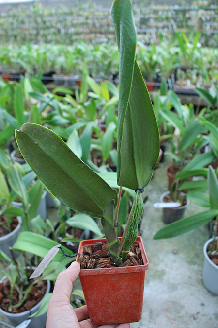 Cattleya Horace Maxima x Blc Chia Lin New City.jpg