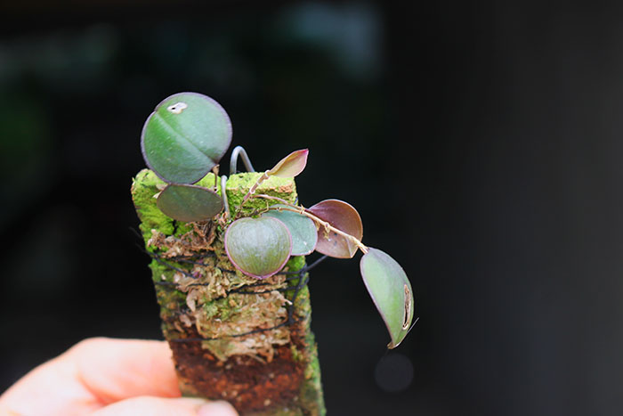 Lepanthes uxoria.jpg