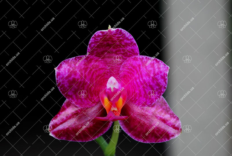 Phalaenopsis Mituo Sun 'Mituo#2' x Mituo King Bellina.jpg