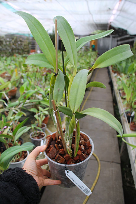 Laelia tenebrosa x Cattleya Penny Kuroda 'spots'.jpg