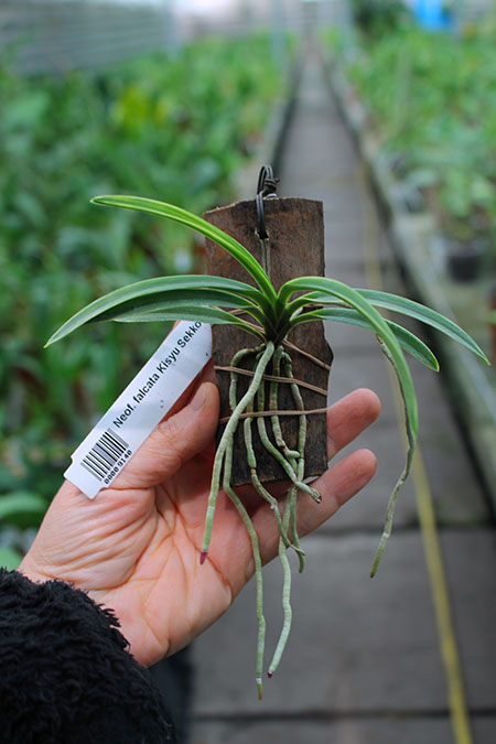 Neofinetia falcata Kisyu Sekko.jpg