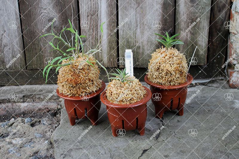 Японские орхидеи.jpg