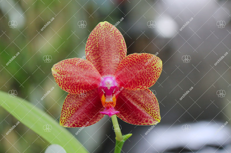Phalaenopsis Mituo Sun x Palace Reef.jpg