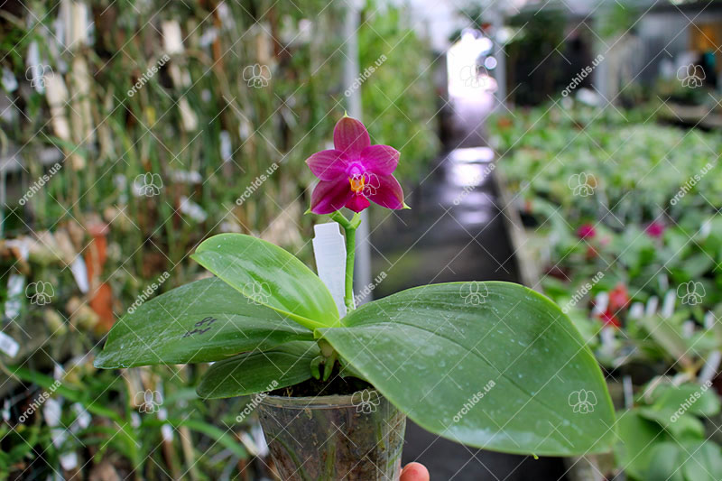 Phalaenopsis Miro Super Star 'Rainbow' x Mituo Prima 'Mituo #1'.jpg