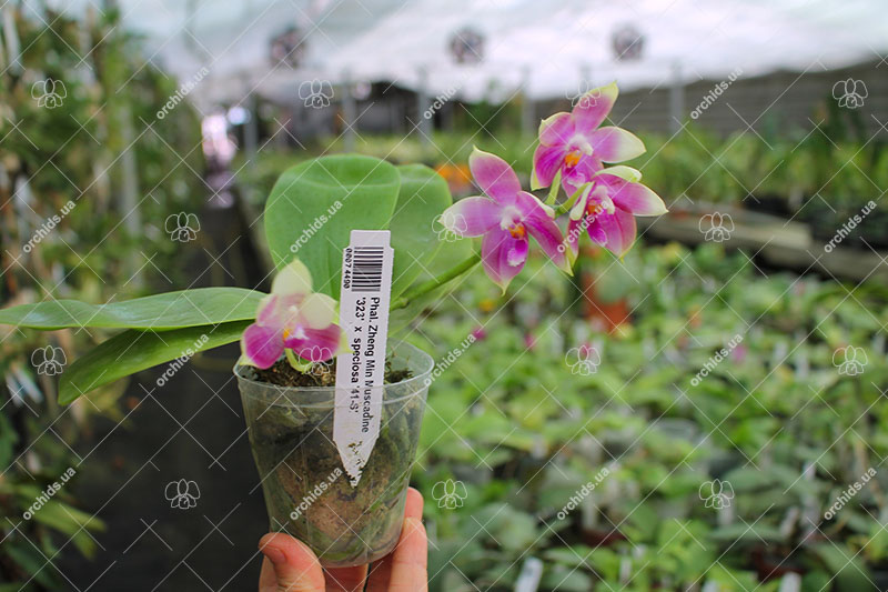 Phalaenopsis Zheng Min Muscadine '323' x speciosa '41-S'.jpg