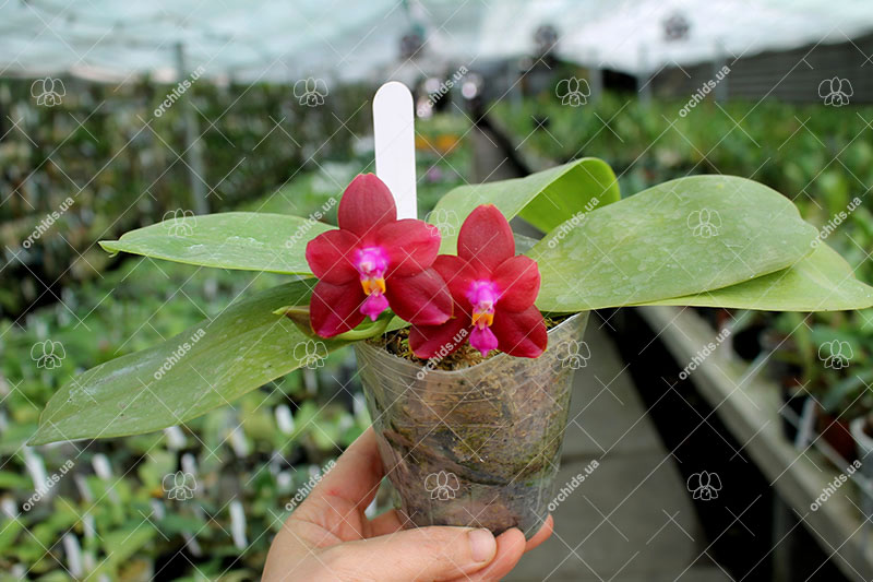 Phalaenopsis Palace Reef 'AL' (MC).jpg