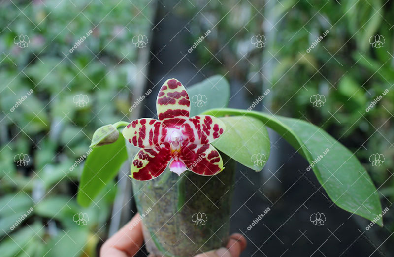 Phalaenopsis Mok Choi Yew x Yaphon Sir.jpg