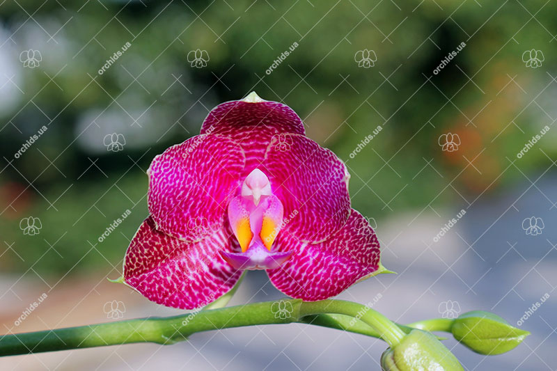 Phalaenopsis Mituo Sun 'Mituo #1' x Ld's Bear King 'RK-1'.jpg