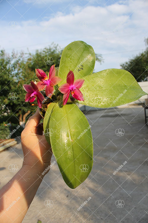 Phalaenopsis Mituo Prince 'Y' x Mituo King Bellina 'R'.jpg