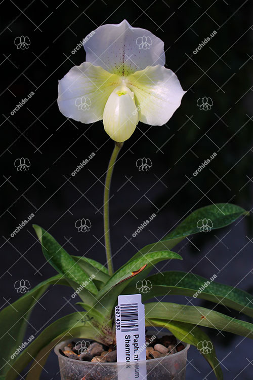 Paphiopedilum niveum x Hawaiian Shamrock.jpg