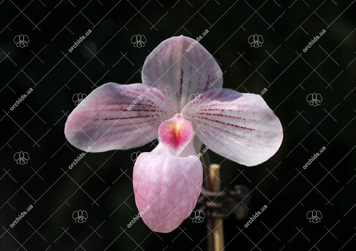 Paphiopedilum niveum x micranthum.jpg