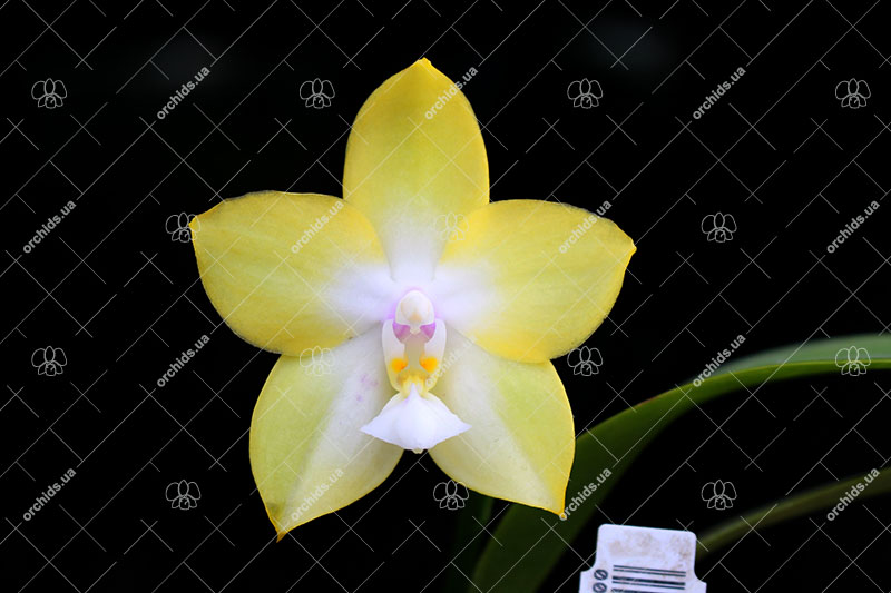 Phalaenopsis Tzu Chiang Chrisna x Phalaenopsis LD's Bear Queen.jpg