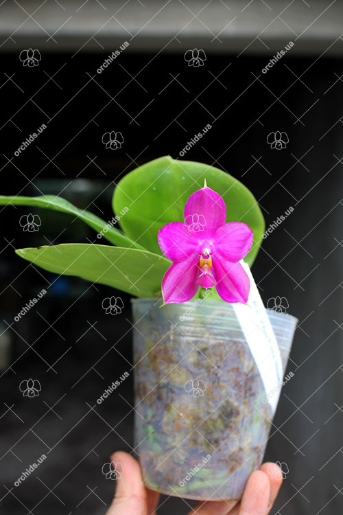 Phalaenopsis Mituo Prima 'Mituo#10'.jpg