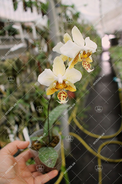 Phalaenopsis stuartiana yellow strain.jpg