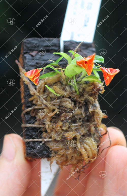 Lepanthes telipogoniflora.jpg