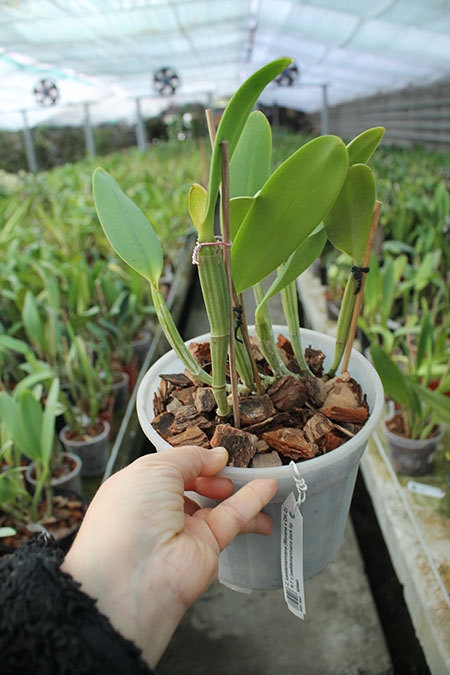 Cattleya lueddemanniana (Morena x OK-2) 'N 1' x lueddemanniana dark lip splash.jpg