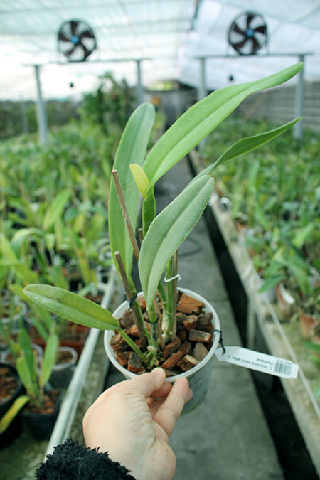 Cattleya maxima semi-alba 'La Pedrena'.jpg