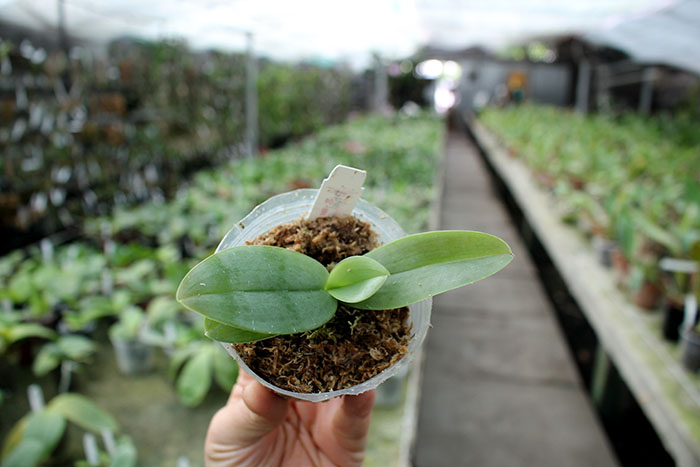 Phalaenopsis gigantea.jpg