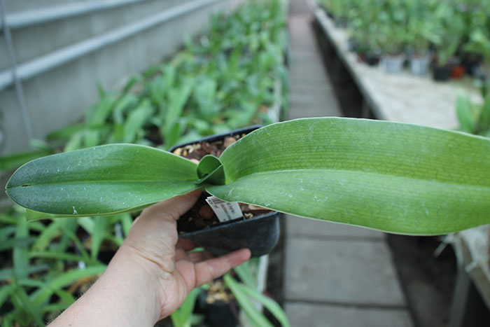 Paphiopedilum (Angel Hair x rothschildianum) x anitum 'Shih yueh'.jpg