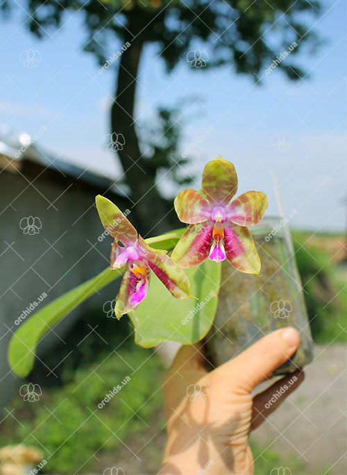 Phalaenopsis Chienlung Happy Girl CL Red x Black Eagle Tian.jpg